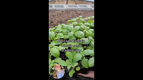 winslip seedlings