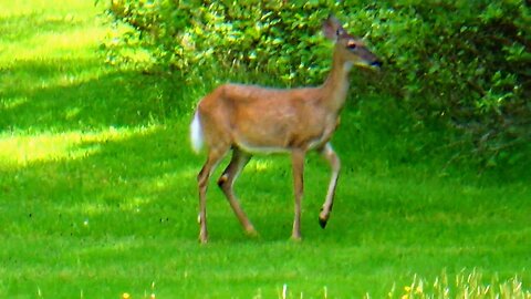 White-tailed deer