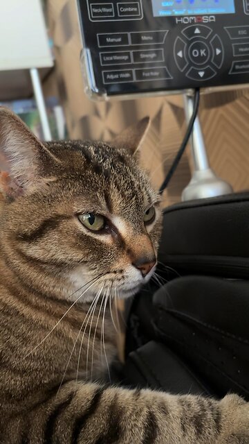 😄🐈❤️Massage