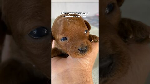 AI Video: Toy Poodle Puppy: Then vs. Now