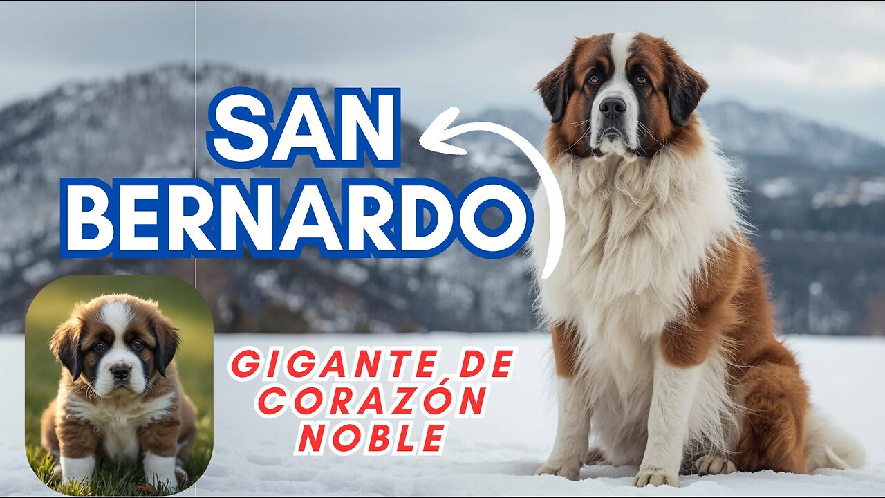 San Bernardo 🐶 | El perro gigante y héroe de los Alpes