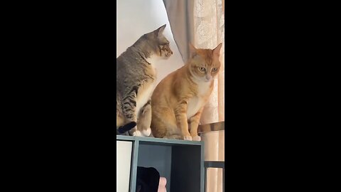 "Funniest Cat Moments Caught on Camera!"