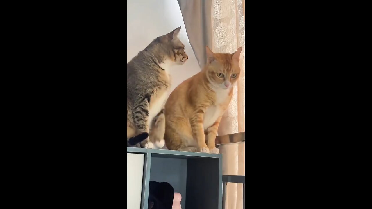 "Funniest Cat Moments Caught on Camera!"