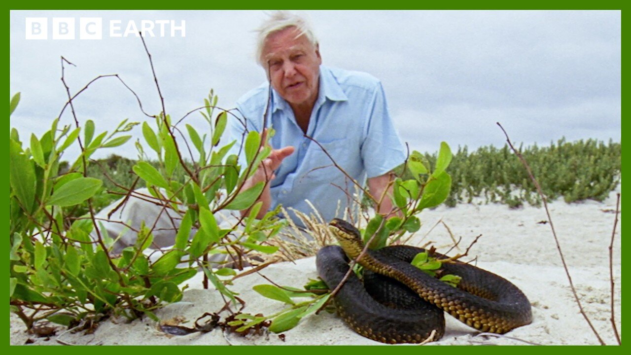 Blind But Deadly: How Tiger Snakes Hunt Without Sight | BBC Earth