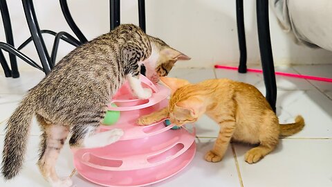 Update: Two rescued kittens are getting better now ! They’re full of energy ! 😹✨🙏