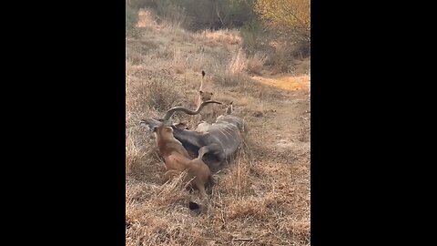 "Kudu vs Lion – Shocking Wildlife Moment! 🦌🦁