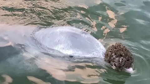 These Dolphins Missed Humans And Brought Us Gifts!
