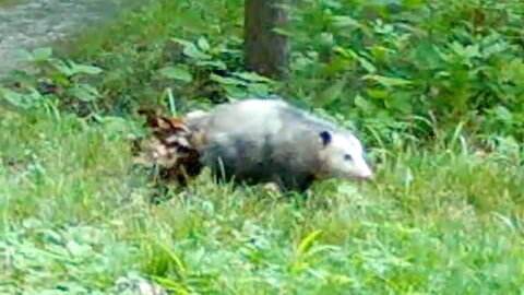 Opossum Carrying Leaves with Its Tail