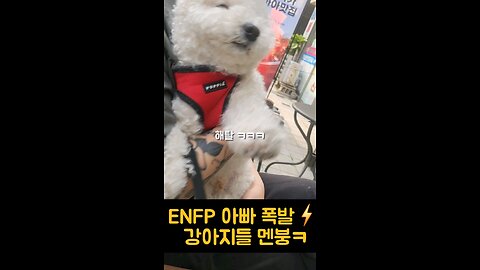 cute dog