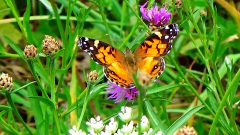 Painted Lady Butterfly