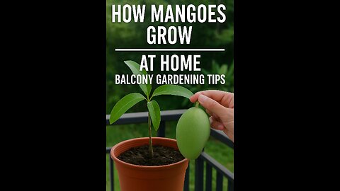 How Mangoes Grow at Home | Balcony Gardening Tips for Juicy Results 🥭🌞