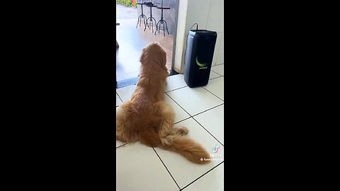 Funny Dog Video 2025