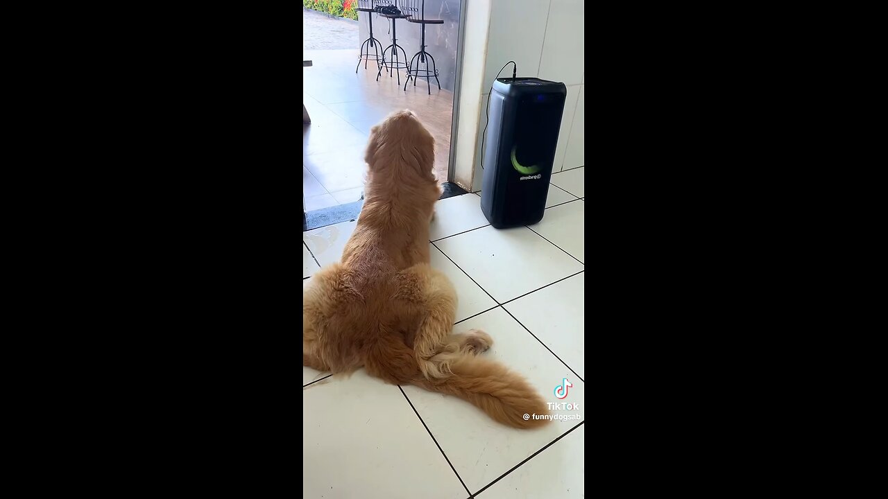 Funny Dog Video 2025