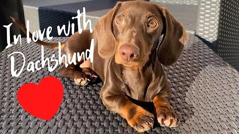 Playful Sausage Dog Video Dachshund Lovers Cute Weiner dog IG Compilation. Miniature Puppies Video.