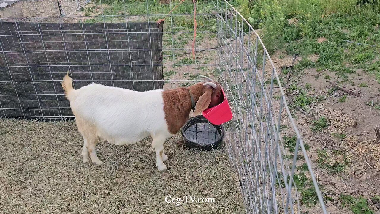 Graham Family Farm: 6:45 PM May 2 2025