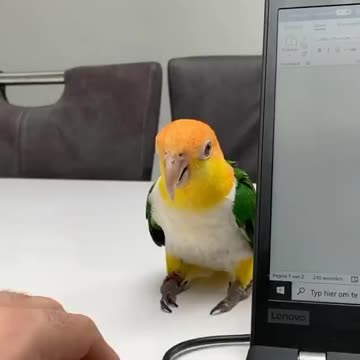 Stop working, it's time to play with me.