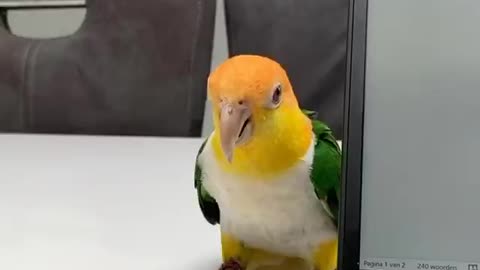 Stop working, it's time to play with me.