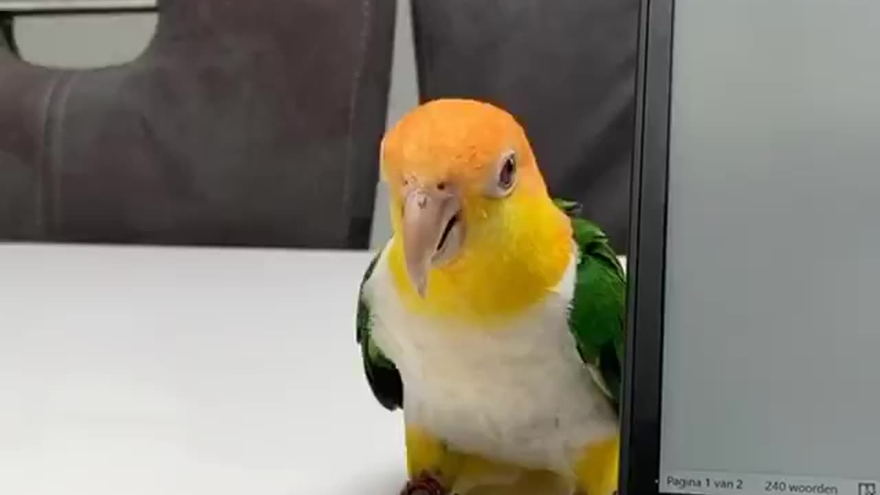Stop working, it's time to play with me.