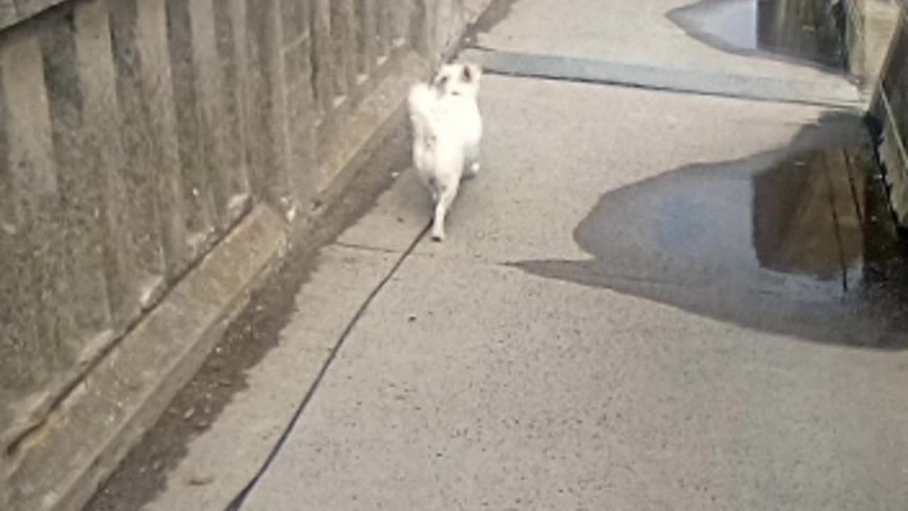 dog