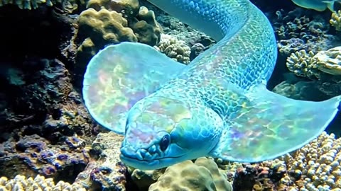 Electric eel.