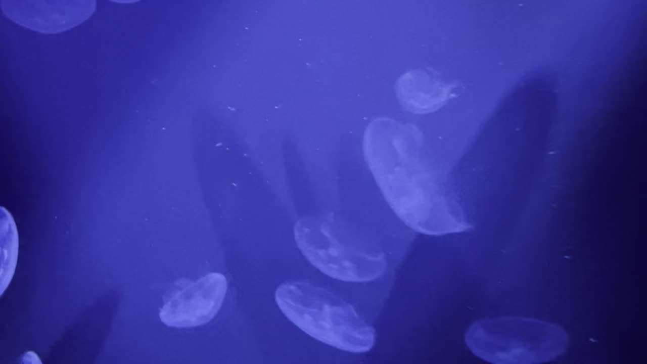 Jelly fish