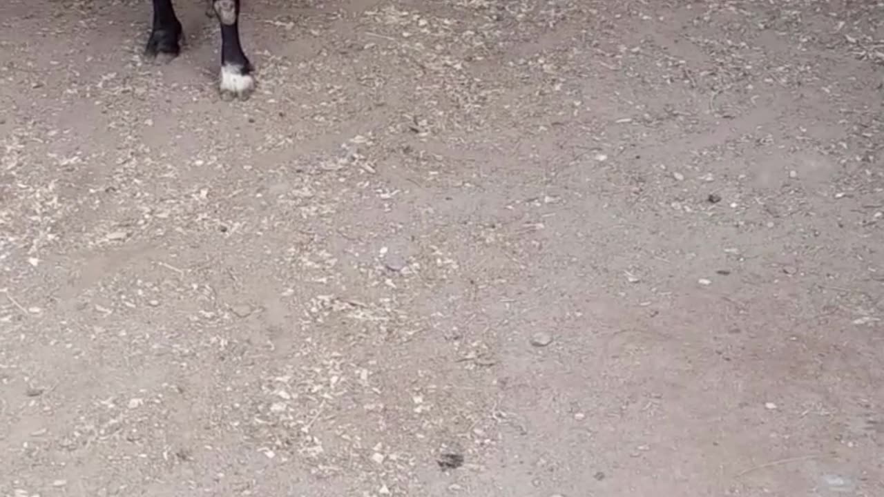 sheep