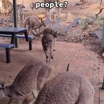 Kangaroo diaries only in Australia 🇦🇺