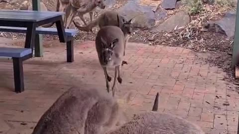 Kangaroo diaries only in Australia 🇦🇺