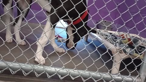 Oreo 2y Pet Id 947334 kennel 16 HSSAZ shelter 20250509_154004520520