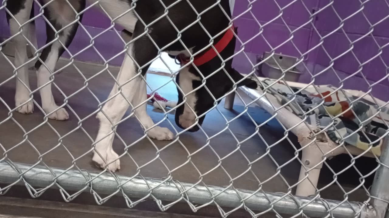 Oreo 2y Pet Id 947334 kennel 16 HSSAZ shelter 20250509_154004520520