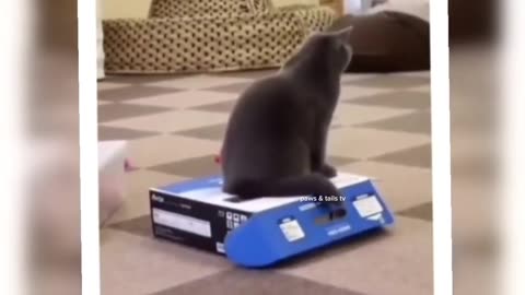 FUNNIEST Animal Videos - side splitting laughter!