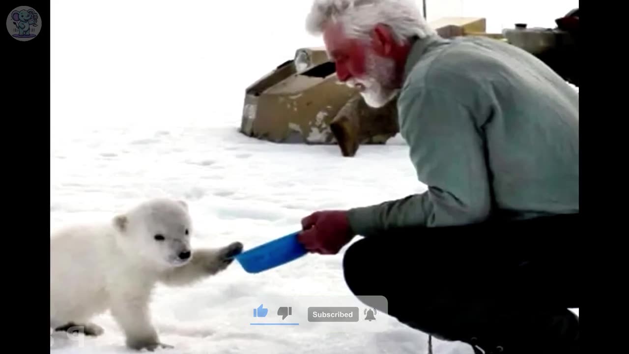 Polar Bear Begs Sailors for Help What Happens Next Leaves You Speechless