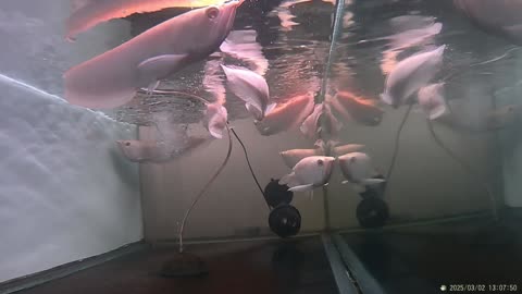SILVER AROWANA EGANCE GRACEFUL SWIMMER IN THE AQUARIUM, PART. 2