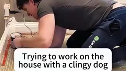 Clingy Dogs!