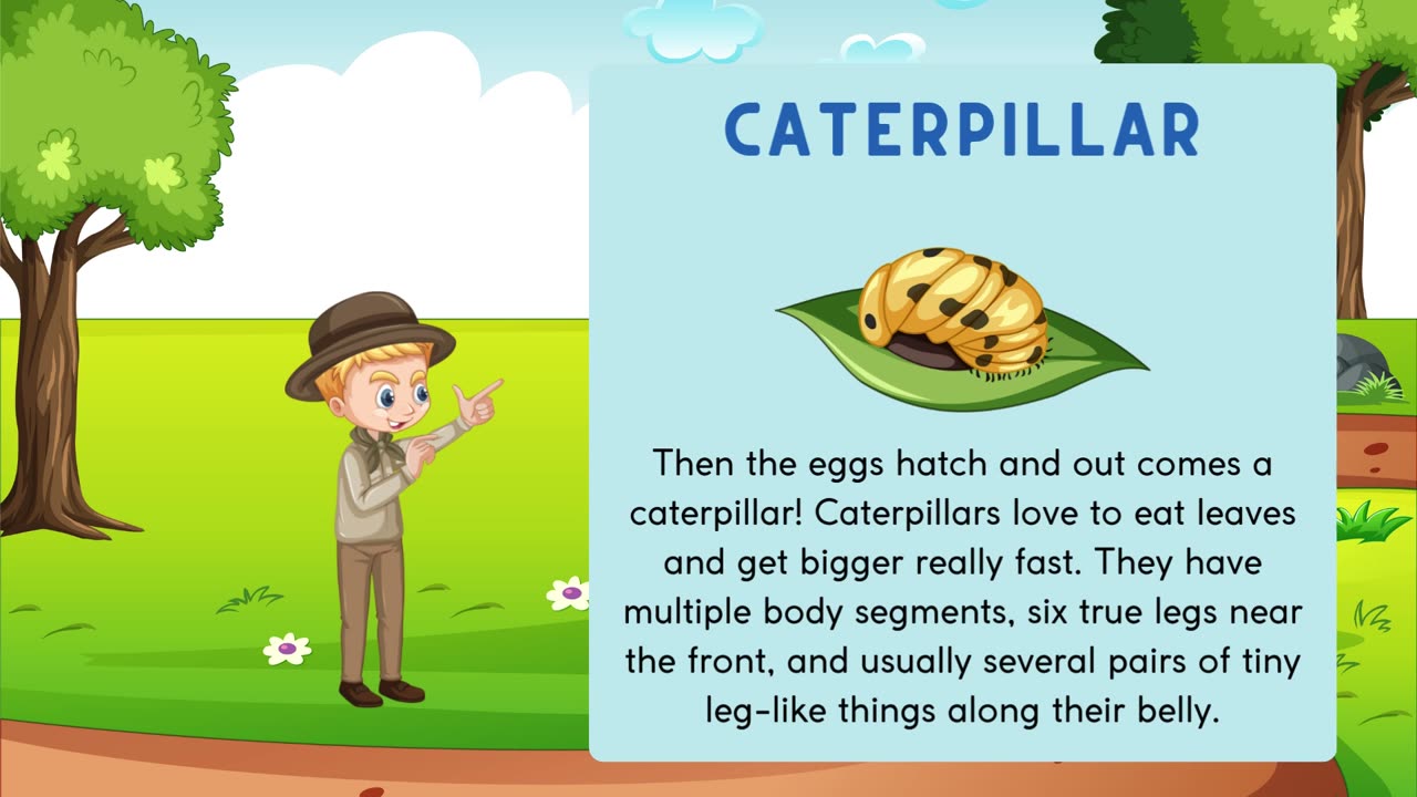Life Cycle of a Butterfly Explained | Egg to Adult Butterfly Animation