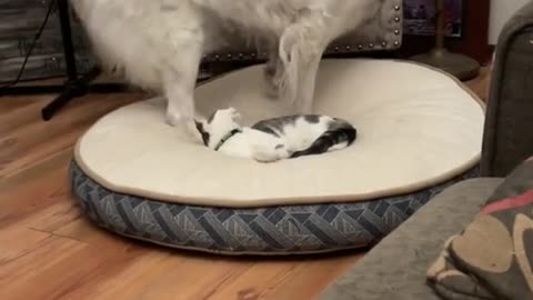 Dog vs Cat: The Ultimate Showdown! 🐶🐱😂"