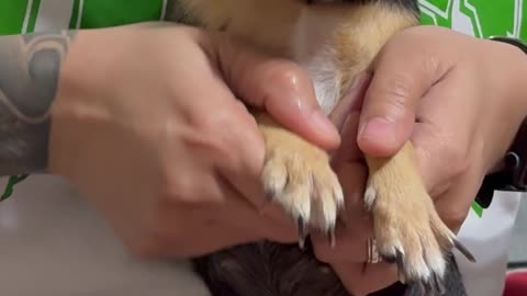 Flexing Dog Makes Angry Face
