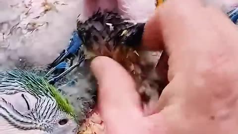 This man discovered helpless baby parrots inside a fallen tree and then...