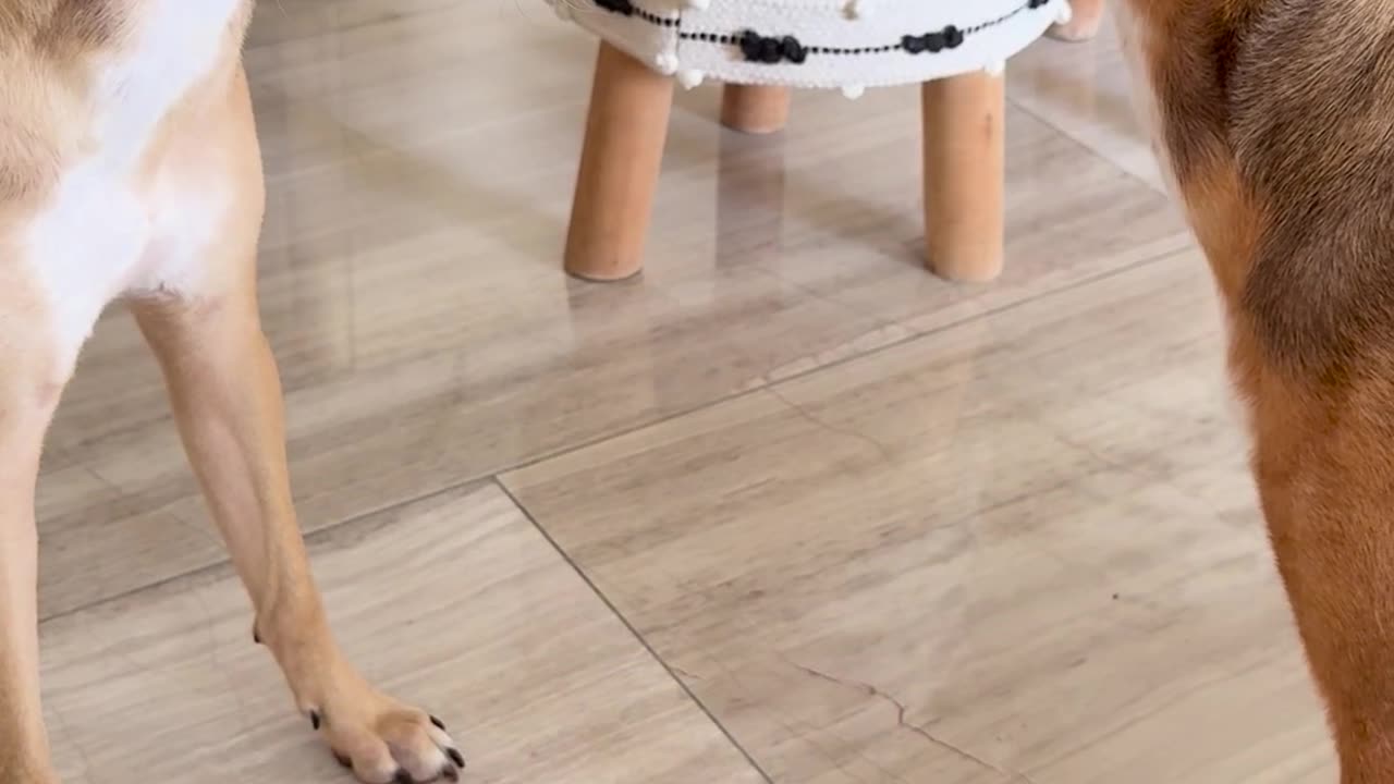 😂🧸 You Won't Believe Who Snagged the Toy! | FunFM