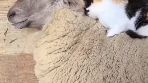 A Cat and a Sheep Bond
