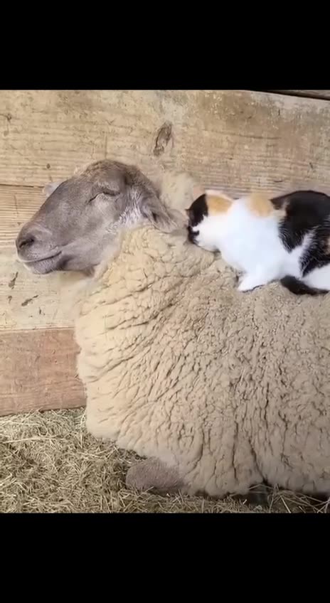 A Cat and a Sheep Bond