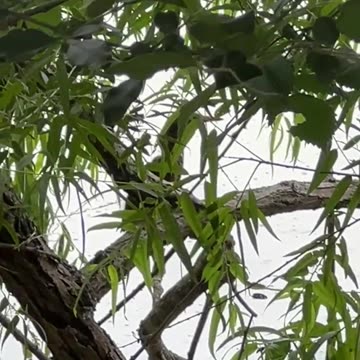 Green Heron and her Babies