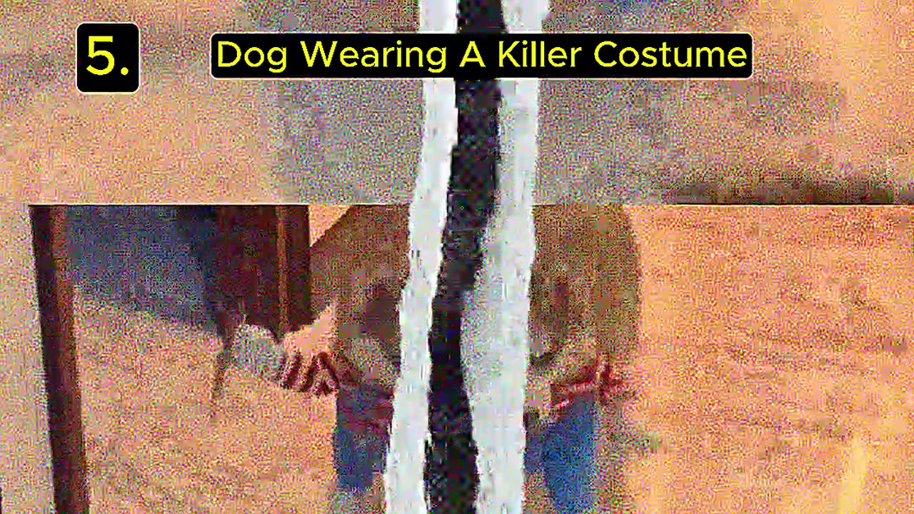 Top 5 Funny Random Dog