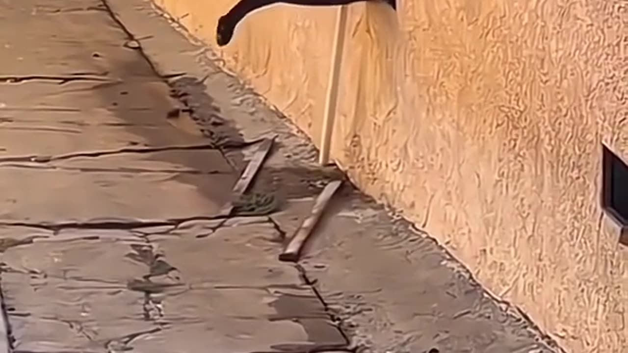 funny pet