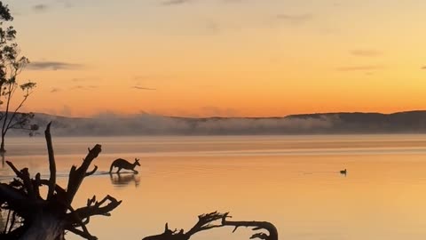 Surreal Sunrise Moment as Kangaroo Hops Across Water