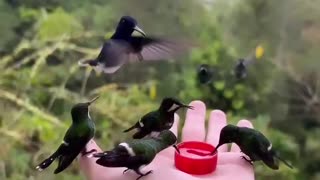 Hand feeding hummingbirds