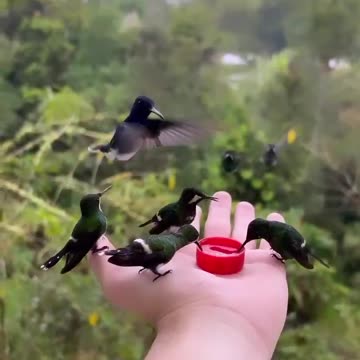 Hand feeding hummingbirds