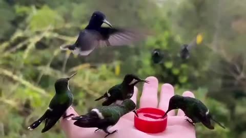 Hand feeding hummingbirds