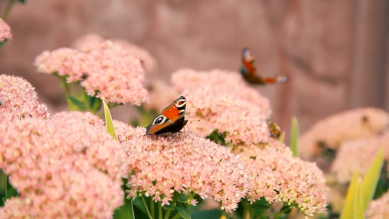 ABRAHAM HICKS 🤣 Shares A Funny Story Plus Wisdom On Navigating Negative Thoughts & Comments