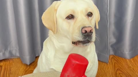 狗狗：好啊，你是不是存心欺负我？Dog: Are you deliberately bullying me?